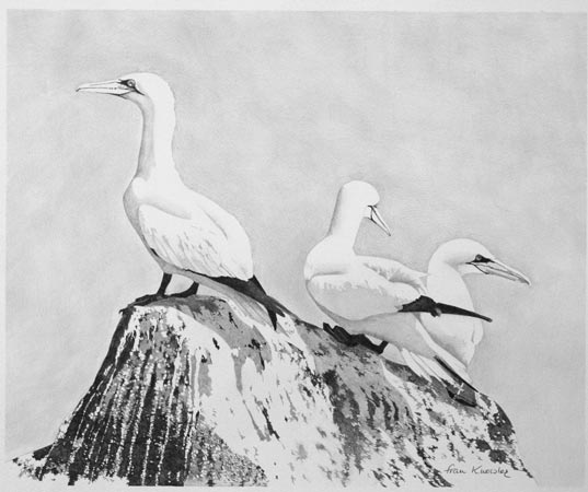 Three Gannets on Rock.